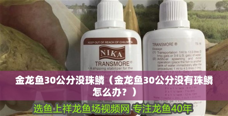 金龍魚30公分沒珠鱗（金龍魚30公分沒有珠鱗怎么辦？） 金龍魚30公分沒珠鱗（金龍魚30公分沒有珠鱗怎么辦？） 龍魚百科