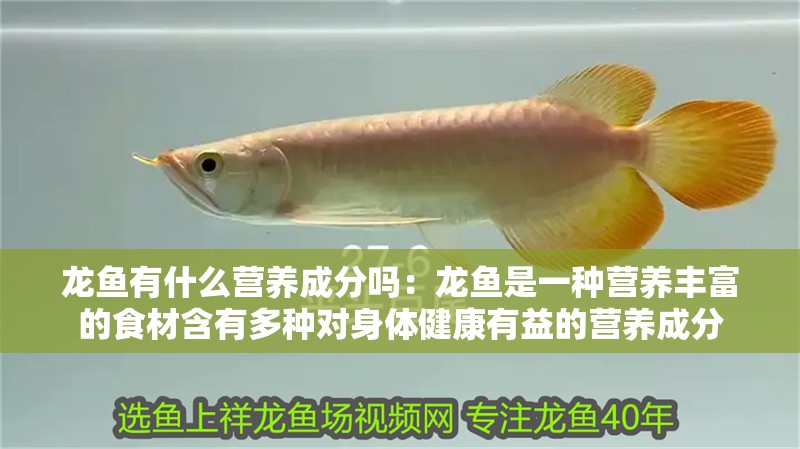 龍魚有什么營養成分嗎：龍魚是一種營養豐富的食材含有多種對身體健康有益的營養成分