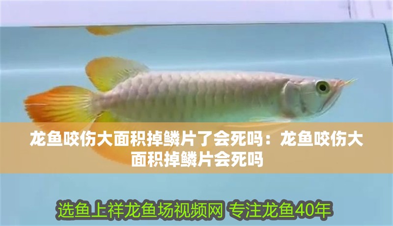 魚缸過濾器選購指南:自制魚缸過濾器魚缸上置過濾器對于養(yǎng)魚愛好者的必備知識 龍魚咬傷大面積掉鱗片了會死嗎:龍魚咬傷大面積掉鱗片會死嗎 龍魚百科 龍魚咬傷大面積掉鱗片了會死嗎:龍魚咬傷大面積掉鱗片會死嗎 龍魚咬傷大面積掉鱗片了會死嗎:龍魚咬傷大面積掉鱗片會死嗎 龍魚百科