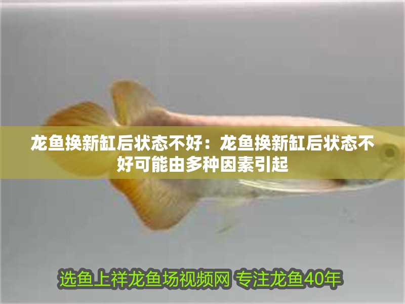 龍魚換新缸后狀態不好：龍魚換新缸后狀態不好可能由多種因素引起