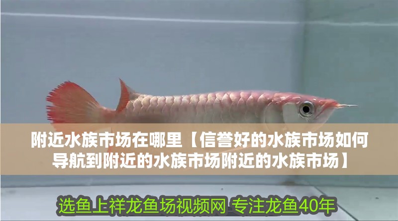 附近水族市場在哪里【信譽好的水族市場如何導航到附近的水族市場附近的水族市場】