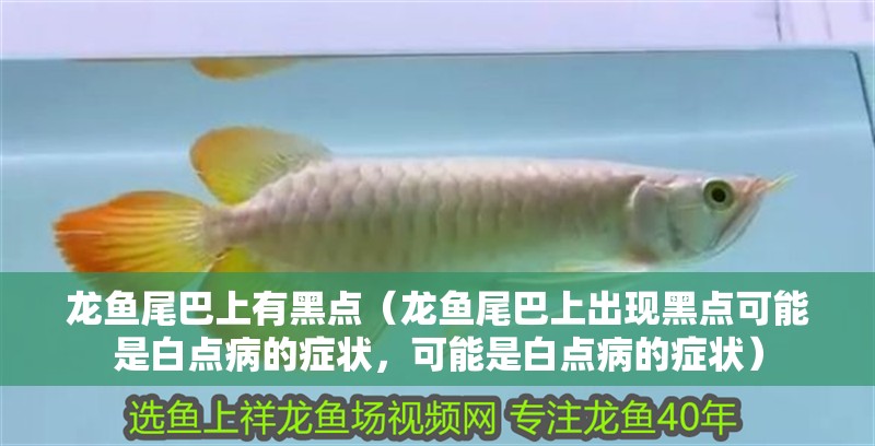 龍魚尾巴上有黑點（龍魚尾巴上出現(xiàn)黑點可能是白點病的癥狀，可能是白點病的癥狀）