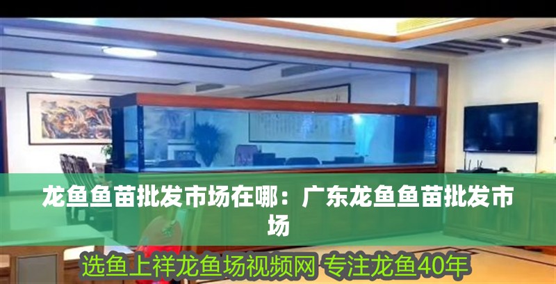 龍魚魚苗批發(fā)市場(chǎng)在哪：廣東龍魚魚苗批發(fā)市場(chǎng)