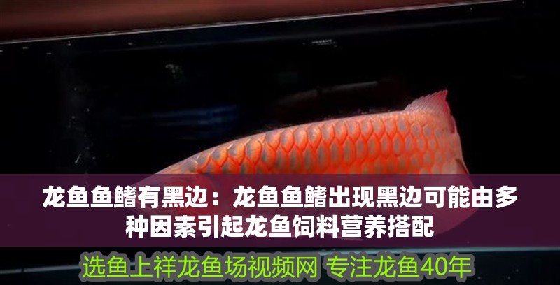 龍魚魚鰭有黑邊：龍魚魚鰭出現黑邊可能由多種因素引起龍魚飼料營養搭配