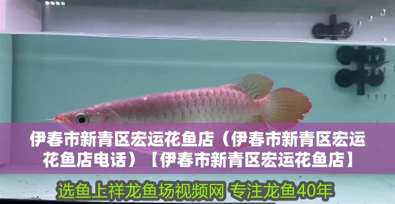 伊春市新青區(qū)宏運(yùn)花魚(yú)店（伊春市新青區(qū)宏運(yùn)花魚(yú)店電話）【伊春市新青區(qū)宏運(yùn)花魚(yú)店】 伊春市新青區(qū)宏運(yùn)花魚(yú)店（伊春市新青區(qū)宏運(yùn)花魚(yú)店電話）【伊春市新青區(qū)宏運(yùn)花魚(yú)店】 全國(guó)水族館企業(yè)名錄