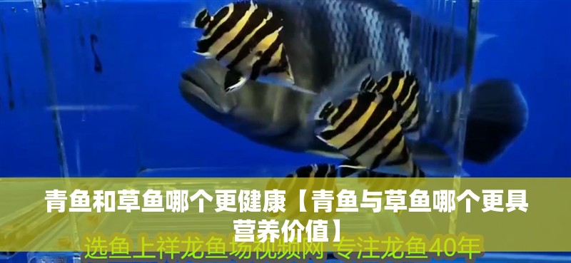 青魚和草魚哪個更健康【青魚與草魚哪個更具營養價值】