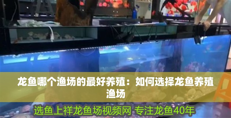 龍魚哪個漁場的最好養殖：如何選擇龍魚養殖漁場 龍魚哪個漁場的最好養殖：如何選擇龍魚養殖漁場 龍魚百科