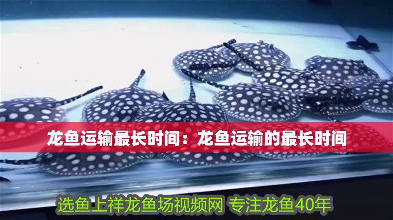 龍魚運輸最長時間：龍魚運輸的最長時間