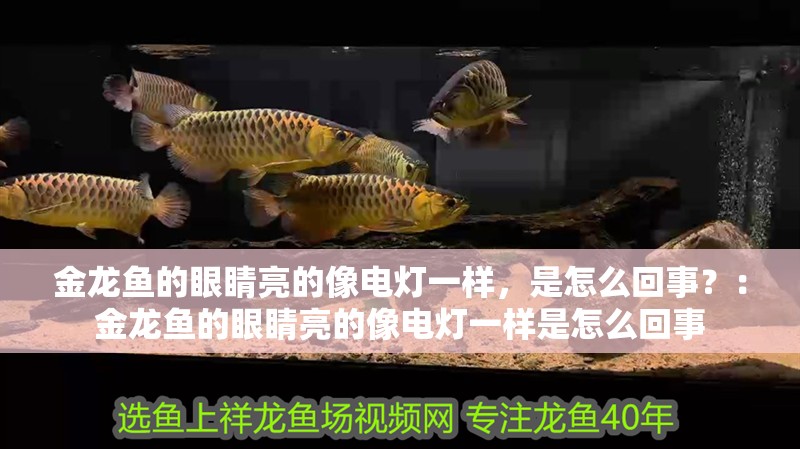 金龍魚的眼睛亮的像電燈一樣，是怎么回事？：金龍魚的眼睛亮的像電燈一樣是怎么回事
