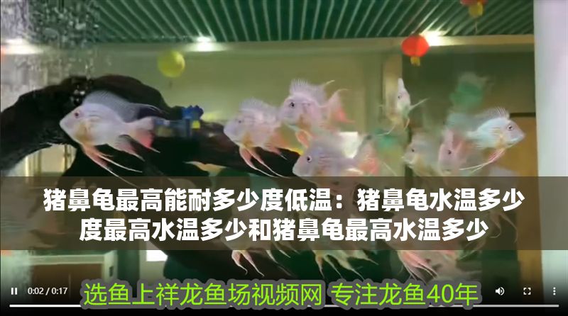 豬鼻龜最高能耐多少度低溫：豬鼻龜水溫多少度最高水溫多少和豬鼻龜最高水溫多少