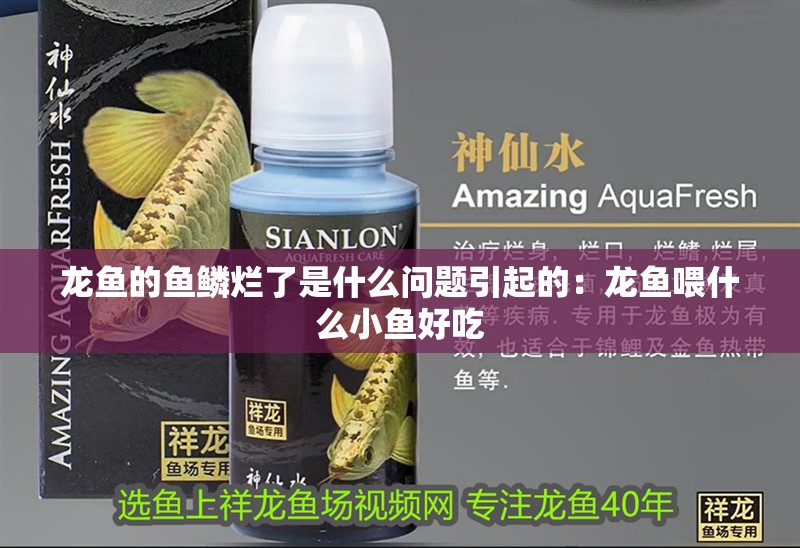 龍魚的魚鱗爛了是什么問題引起的：龍魚喂什么小魚好吃