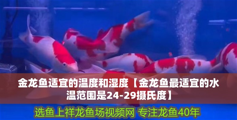 金龍魚適宜的溫度和濕度【金龍魚最適宜的水溫范圍是24-29攝氏度】