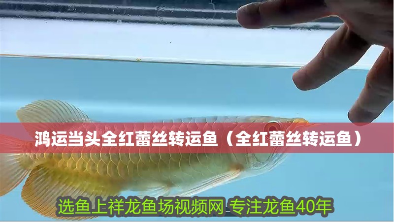 鴻運當頭全紅蕾絲轉運魚（全紅蕾絲轉運魚）