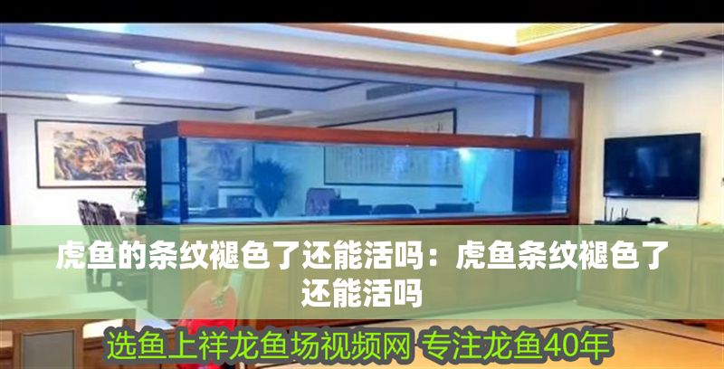 虎魚的條紋褪色了還能活嗎：虎魚條紋褪色了還能活嗎