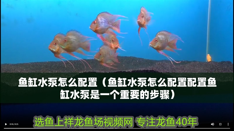 魚缸水泵怎么配置（魚缸水泵怎么配置配置魚缸水泵是一個重要的步驟）