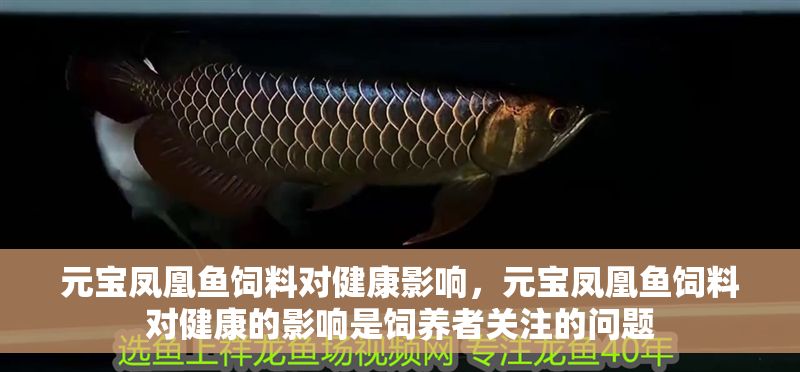 元寶鳳凰魚飼料對健康影響，元寶鳳凰魚飼料對健康的影響是飼養者關注的問題 元寶鳳凰魚飼料對健康影響，元寶鳳凰魚飼料對健康的影響是飼養者關注的問題 元寶鳳凰魚百科 第6張