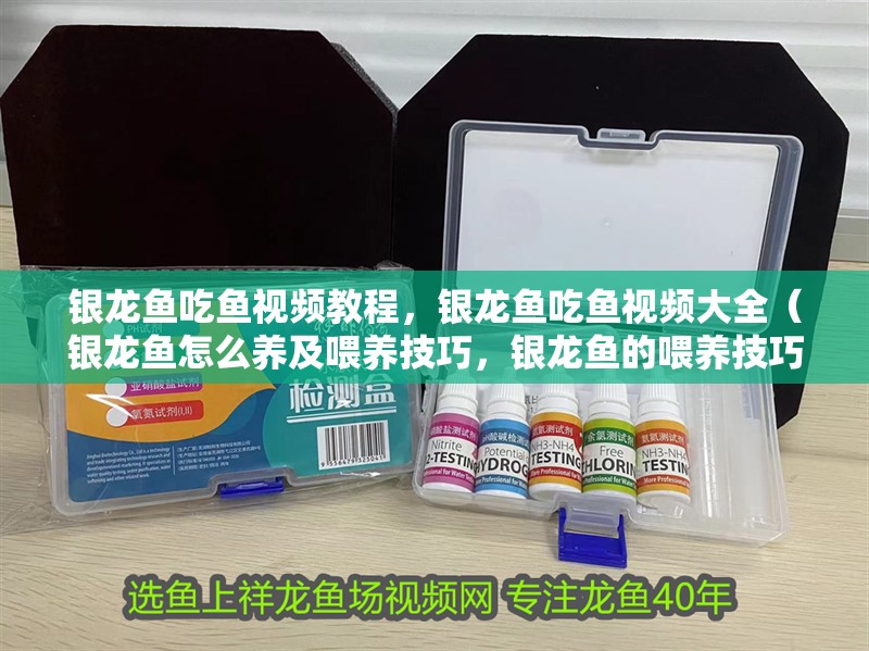 銀龍魚吃魚視頻教程，銀龍魚吃魚視頻大全（銀龍魚怎么養(yǎng)及喂養(yǎng)技巧，銀龍魚的喂養(yǎng)技巧介紹）