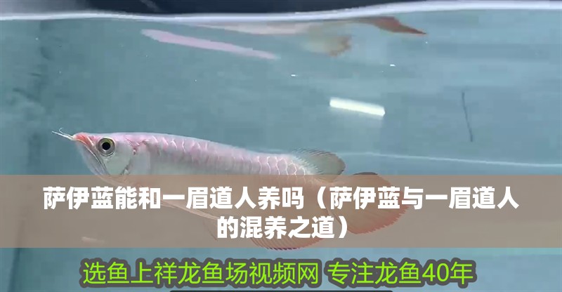 薩伊藍能和一眉道人養嗎（薩伊藍與一眉道人的混養之道）