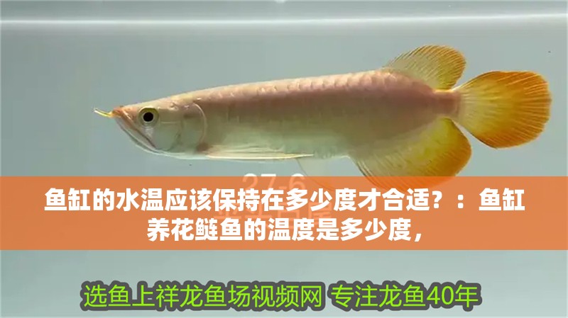 魚缸的水溫應該保持在多少度才合適？：魚缸養花鰱魚的溫度是多少度，