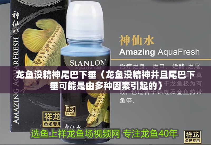 龍魚沒精神尾巴下垂（龍魚沒精神并且尾巴下垂可能是由多種因素引起的） 龍魚沒精神尾巴下垂（龍魚沒精神并且尾巴下垂可能是由多種因素引起的） 龍魚百科