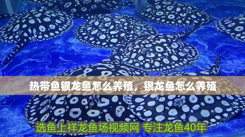 熱帶魚銀龍魚怎么養殖，銀龍魚怎么養殖