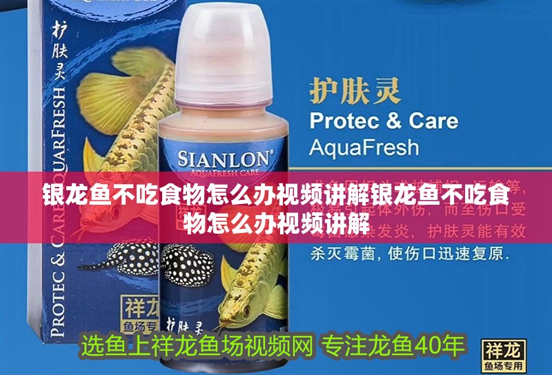 銀龍魚不吃食物怎么辦視頻講解銀龍魚不吃食物怎么辦視頻講解