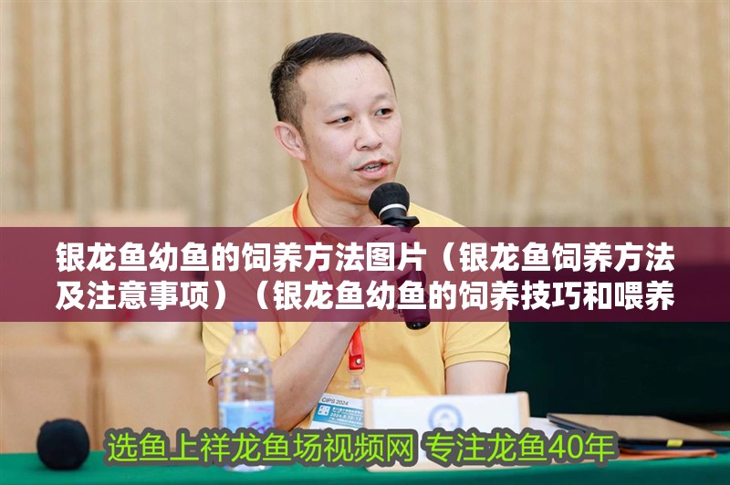 銀龍魚幼魚的飼養方法圖片（銀龍魚飼養方法及注意事項）（銀龍魚幼魚的飼養技巧和喂養技巧和注意事項和注意事項）