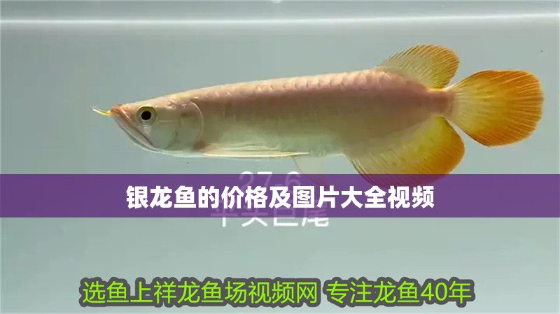 銀龍魚的價格及圖片大全視頻 銀龍魚的價格及圖片大全視頻 龍魚百科