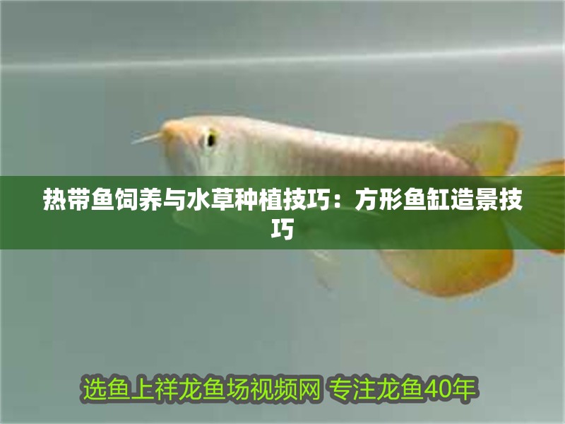 魚缸用增氧泵價格是多少:魚缸增氧機-xtrac增氧機-xtrac增氧機 熱帶魚飼養與水草種植技巧:方形魚缸造景技巧 魚缸百科 熱帶魚飼養與水草種植技巧:方形魚缸造景技巧 熱帶魚飼養與水草種植技巧:方形魚缸造景技巧 魚缸百科
