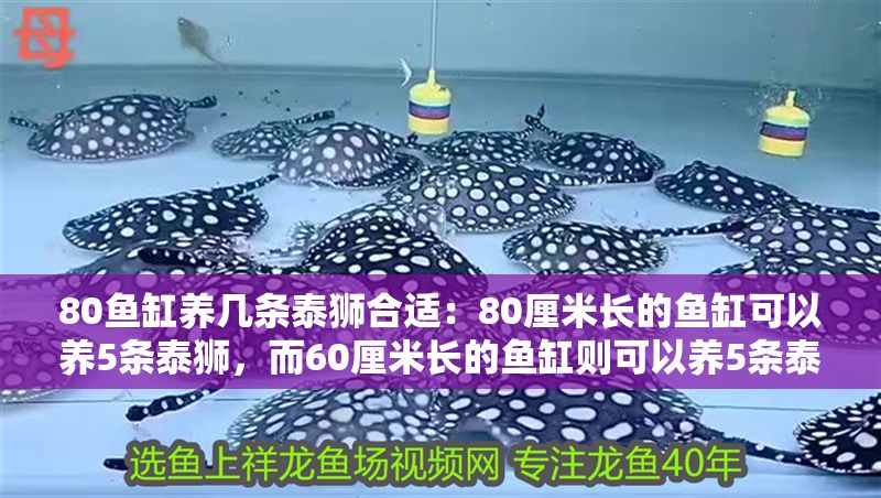 80魚缸養幾條泰獅合適:80厘米長的魚缸可以養5條泰獅,而60厘米長的魚缸則可以養5條泰獅 魚缸百科 第1張 80魚缸養幾條泰獅合適:80厘米長的魚缸可以養5條泰獅,而60厘米長的魚缸則可以養5條泰獅 80魚缸養幾條泰獅合適:80厘米長的魚缸可以養5條泰獅,而60厘米長的魚缸則可以養5條泰獅 魚缸百科 第1張
