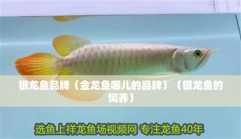 銀龍魚品牌（金龍魚哪兒的品牌）（銀龍魚的飼養） 銀龍魚品牌（金龍魚哪兒的品牌）（銀龍魚的飼養） 銀龍魚百科