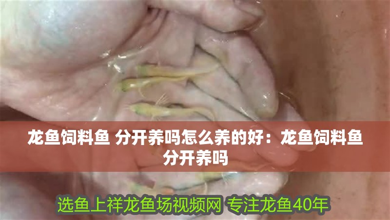 龍魚飼料魚 分開養嗎怎么養的好：龍魚飼料魚分開養嗎