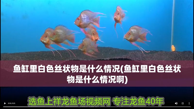 魚缸里白色絲狀物是什么情況(魚缸里白色絲狀物是什么情況啊)