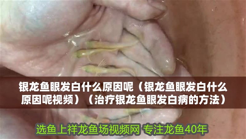 銀龍魚眼發白什么原因呢（銀龍魚眼發白什么原因呢視頻）（治療銀龍魚眼發白病的方法）