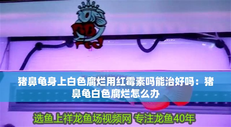 豬鼻龜身上白色腐爛用紅霉素嗎能治好嗎：豬鼻龜白色腐爛怎么辦