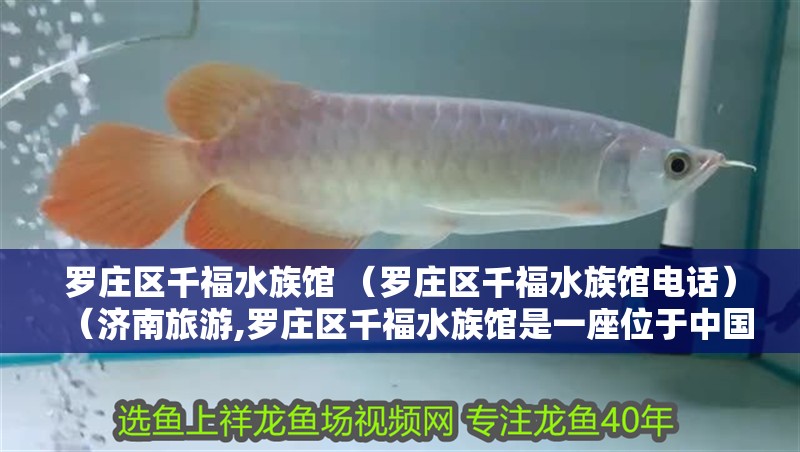 羅莊區千福水族館 （羅莊區千福水族館電話）（濟南旅游,羅莊區千福水族館是一座位于中國東部地區最大的水族館）