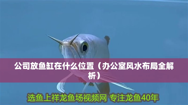 公司放魚缸在什么位置（辦公室風水布局全解析）