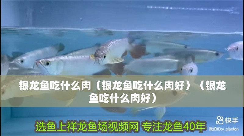 銀龍魚吃什么肉（銀龍魚吃什么肉好）（銀龍魚吃什么肉好）
