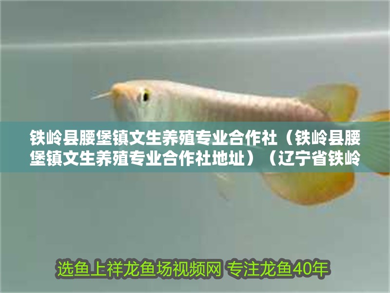 鐵嶺縣腰堡鎮文生養殖專業<strong><mark>合作</mark></strong>社（鐵嶺縣腰堡鎮文生養殖專業<strong><mark>合作</mark></strong>社地址）（遼寧省鐵嶺縣腰堡鎮文生養殖專業<strong><mark>合作</mark></strong>社）