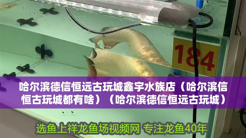 哈爾濱德信恒遠古玩城鑫宇水族店（哈爾濱信恒古玩城都有啥）（哈爾濱德信恒遠古玩城）