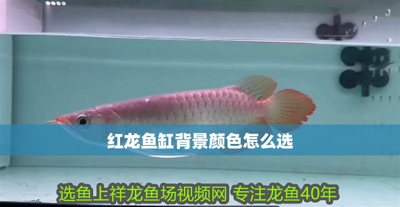 紅龍魚(yú)缸背景顏色怎么選