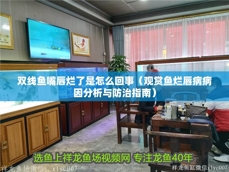 雙線魚嘴唇爛了是怎么回事（觀賞魚爛唇病病因分析與防治指南）