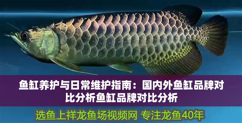 魚缸養護與日常維護指南：國內外魚缸品牌對比分析魚缸品牌對比分析