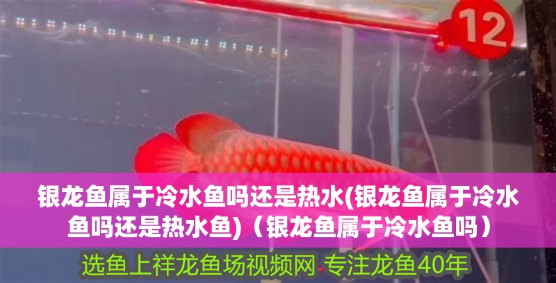 銀龍魚屬于冷水魚嗎還是熱水(銀龍魚屬于冷水魚嗎還是熱水魚)（銀龍魚屬于冷水魚嗎）