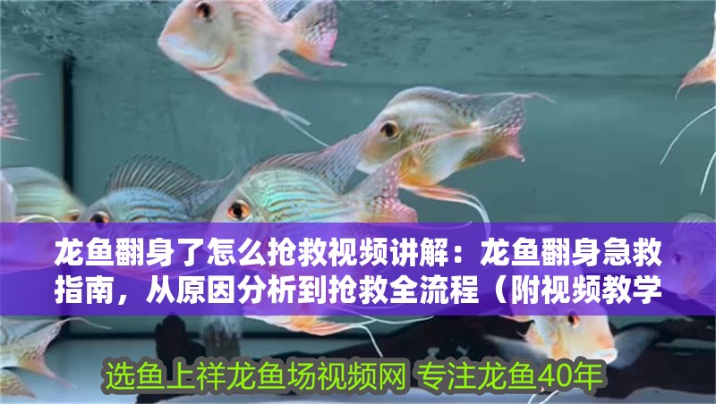 龍魚翻身了怎么搶救視頻講解：龍魚翻身急救指南，從原因分析到搶救全流程（附視頻教學）（ 龍魚翻身了怎么搶救視頻講解：龍魚翻身急救指南，從原因分析到搶救全流程（附視頻教學）（\