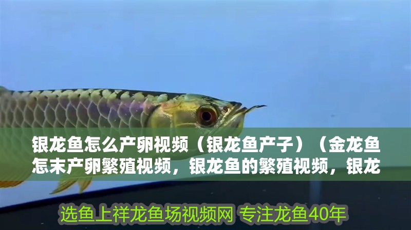 銀龍魚怎么產卵視頻（銀龍魚產子）（金龍魚怎末產卵繁殖視頻，銀龍魚的繁殖視頻，銀龍魚有哪些品種）