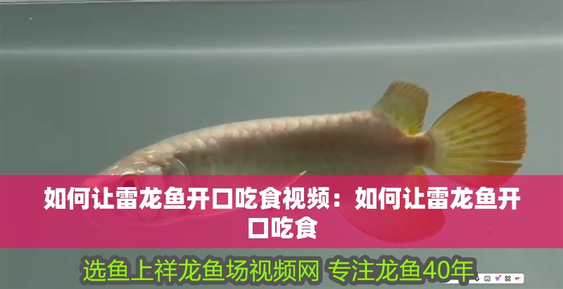 如何讓雷龍魚開口吃食視頻：如何讓雷龍魚開口吃食 如何讓雷龍魚開口吃食視頻：如何讓雷龍魚開口吃食 龍魚百科