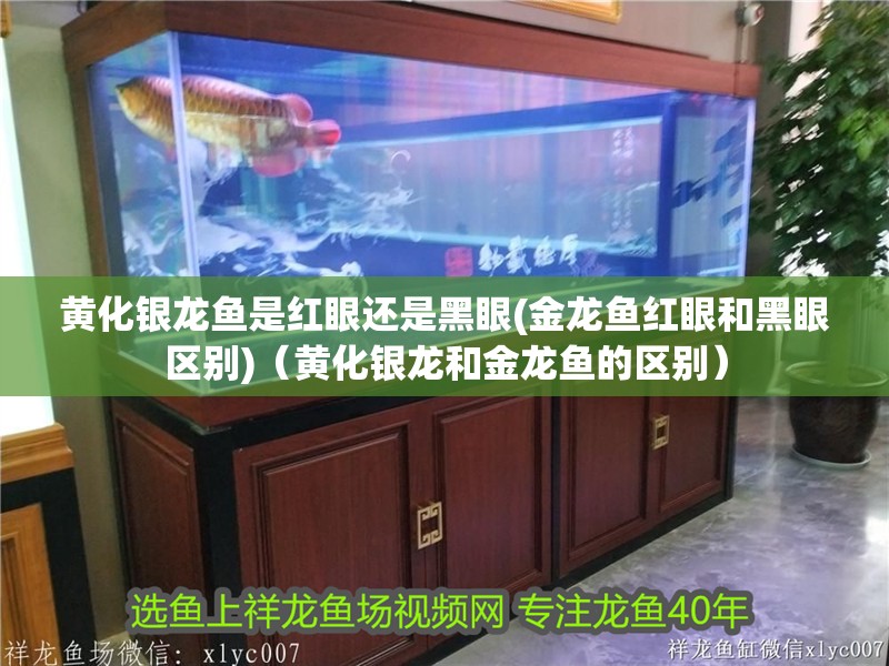 黃化銀龍魚是紅眼還是黑眼(金龍魚紅眼和黑眼區別)（黃化銀龍和金龍魚的區別）