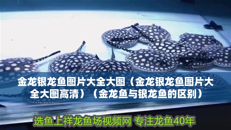 金龍銀龍魚圖片大全大圖（金龍銀龍魚圖片大全大圖高清）（金龍魚與銀龍魚的區別） 金龍銀龍魚圖片大全大圖（金龍銀龍魚圖片大全大圖高清）（金龍魚與銀龍魚的區別） 銀龍魚百科