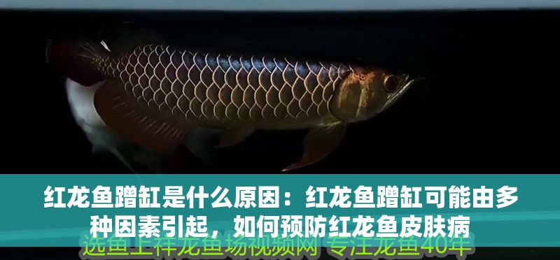 紅龍魚蹭缸是什么原因：紅龍魚蹭缸可能由多種因素引起，如何預(yù)防紅龍魚皮膚病 紅龍魚蹭缸是什么原因：紅龍魚蹭缸可能由多種因素引起，如何預(yù)防紅龍魚皮膚病 紅龍魚百科 第1張